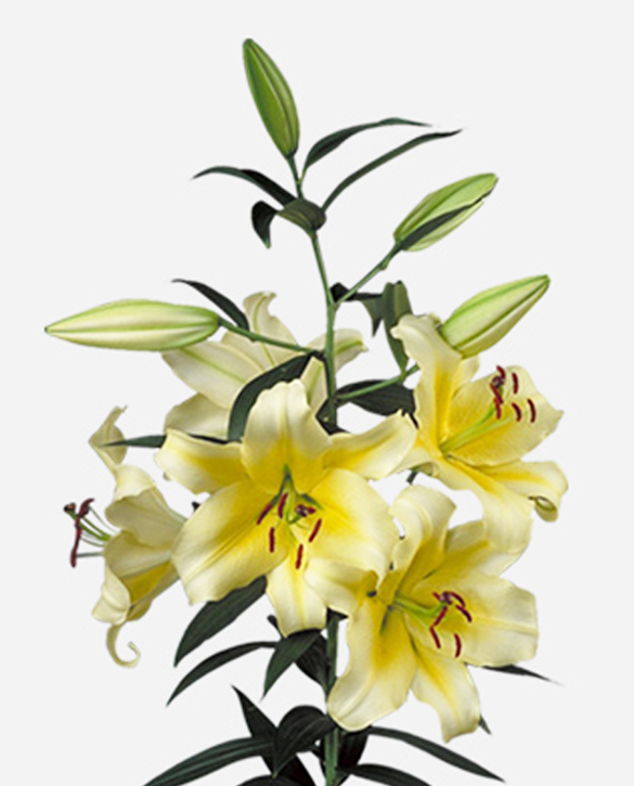 Conca D'Or leliebollen geteeld door Stoop bloembollen in Eenigenburg