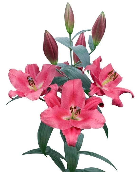 Corvette leliebollen geteeld door Stoop bloembollen in Eenigenburg