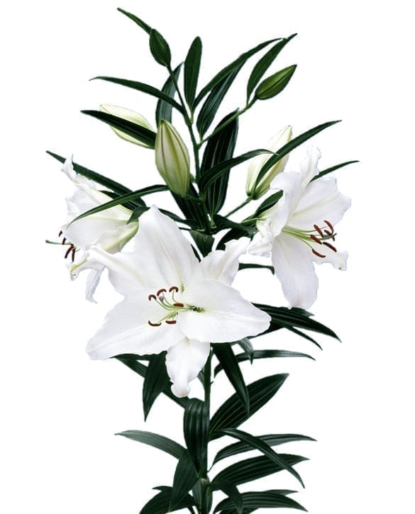 Crystal Blanca leliebollen geteeld door Stoop bloembollen in Eenigenburg