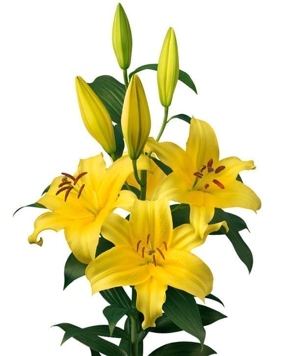 Eldoret leliebollen geteeld door Stoop bloembollen in Eenigenburg