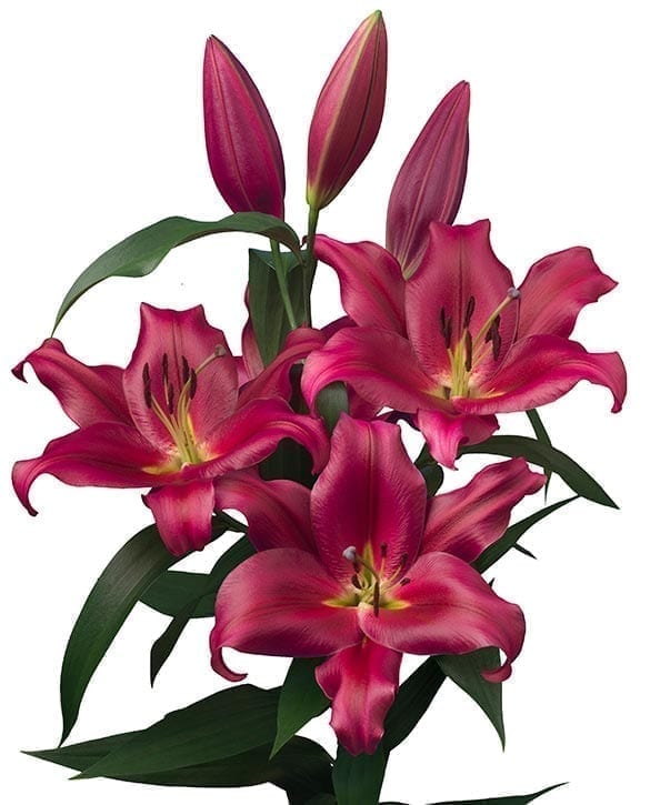 Redford leliebollen geteeld door Stoop bloembollen in Eenigenburg