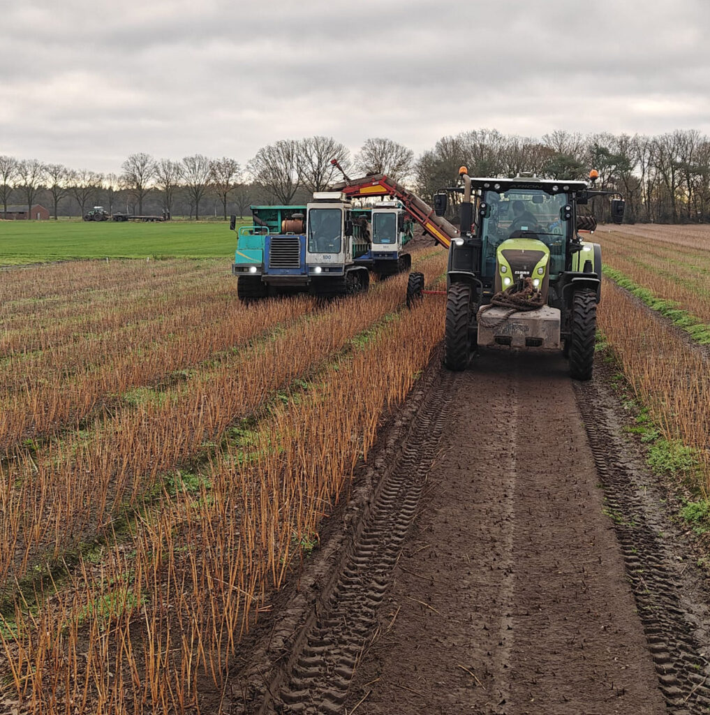 Rooien met rupsdumpers door Stoop Bloembollen