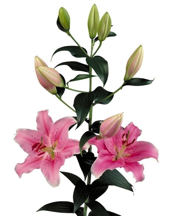 Sorbonne leliebollen geteeld door Stoop bloembollen in Eenigenburg