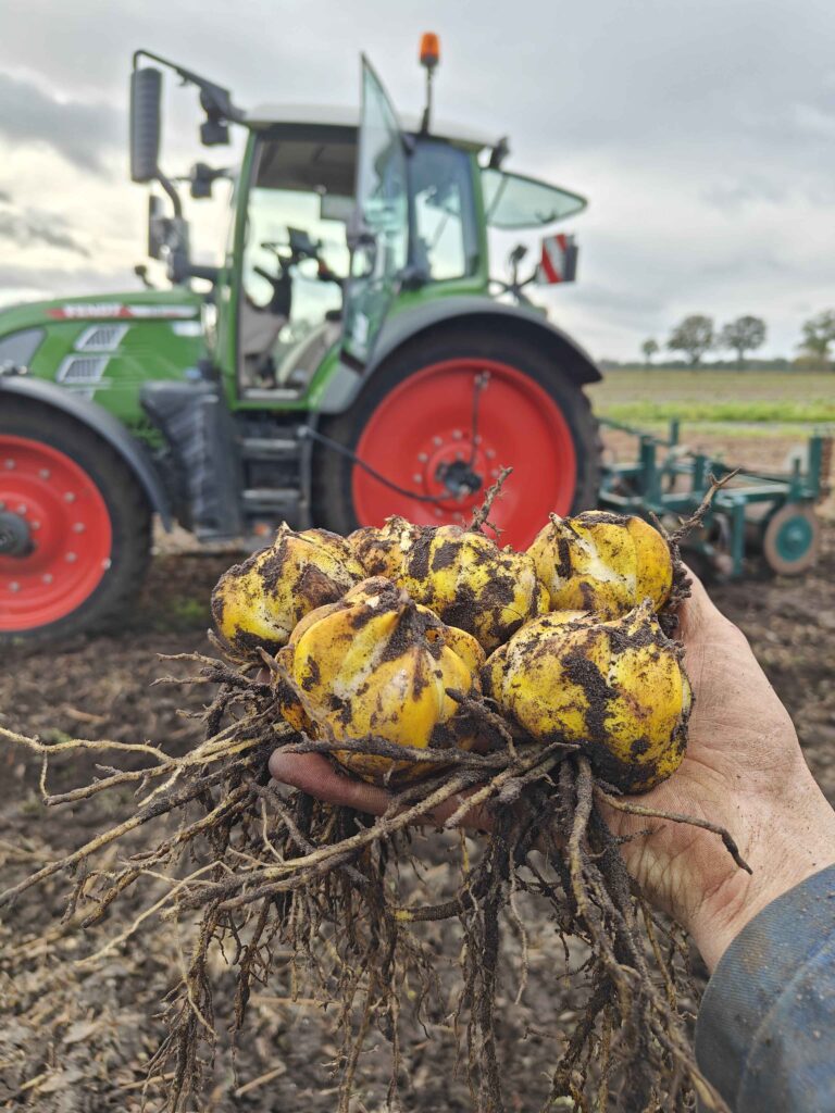 Tabledance bollen uit de grond door Stoop Bloembollen