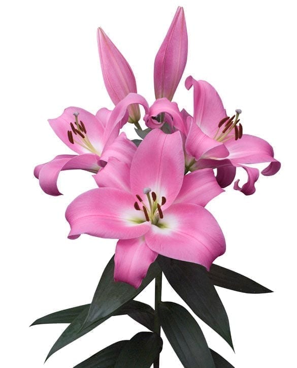 Tabledance leliebollen geteeld door Stoop bloembollen in Eenigenburg