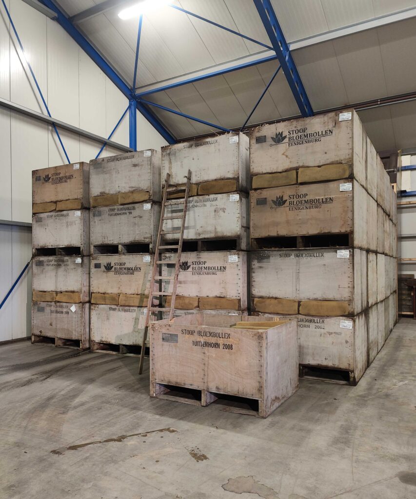 Drogen van bloembollen in houten kisten door Stoop Bloembollen