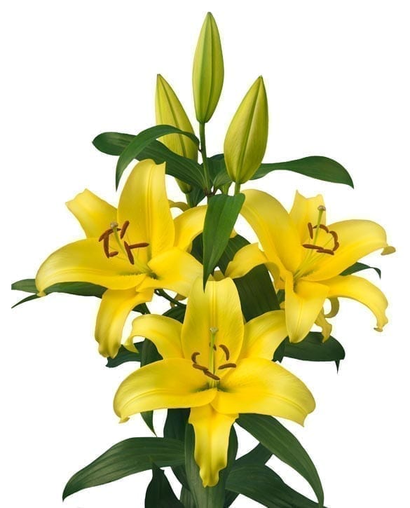 Bellville leliebollen geteeld door Stoop bloembollen in Eenigenburg